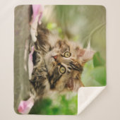 Cute Tabby Maine Coon Cat Kitten Fluffy Head Foto Sherpadecke (Vorderseite)