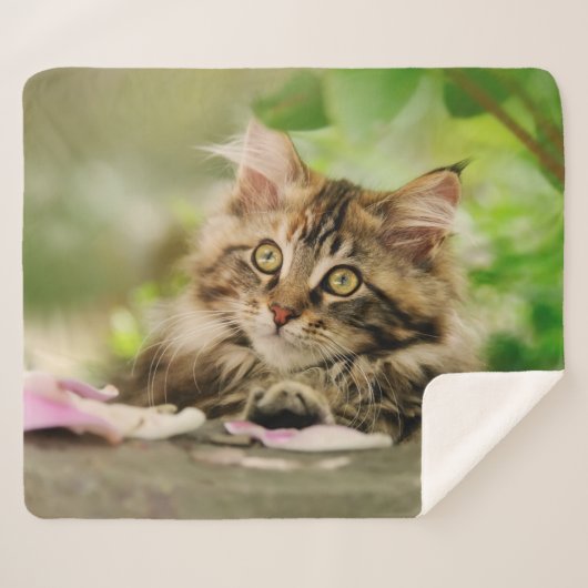 Cute Tabby Maine Coon Cat Kitten Fluffy Head Foto Sherpadecke (Vorderseite (Horizontal))