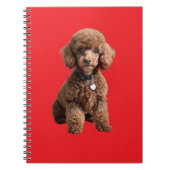  Cute Teacup Poodle Red Folder Notizblock (Vorderseite)