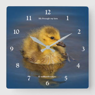 Cute Tiny Swimmer Canada Goose Gosling at the Lake Quadratische Wanduhr