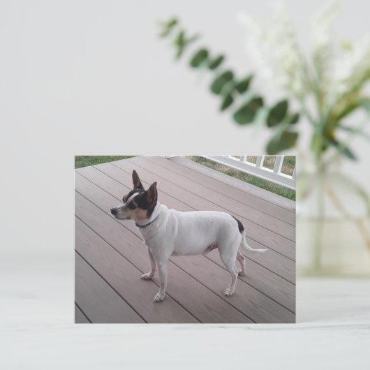 cute toy fox terrier/chihuahua dog postcard postkarte (Stehend Vorderseite)