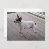 cute toy fox terrier/chihuahua dog postcard postkarte (Vorne/Hinten)