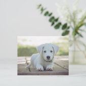cute white dog puppy postkarte (Stehend Vorderseite)