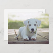 cute white dog puppy postkarte (Vorne/Hinten)