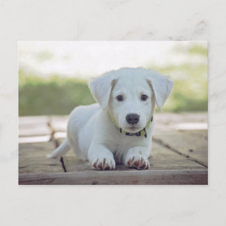 cute white dog puppy postkarte