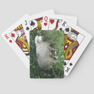 Cute White Fluffy Sheep Eating Play Cards Spielkarten