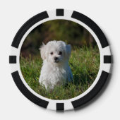 Cute white puppy pokerchips (Vorderseite)