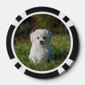 Cute white puppy pokerchips (Rückseite)