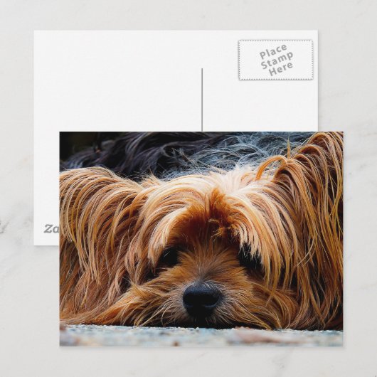 Cute Yorkshire Postkarte (Vorne/Hinten)