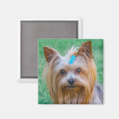 Cute Yorkshire Terrier Dog Head Magnet (Vorderseite/Rückseite)