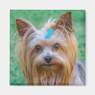 Cute Yorkshire Terrier Dog Head Magnet