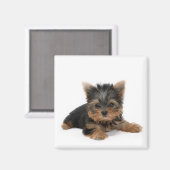 Cute Yorkshire Terrier Puppy Magnet (Vorderseite/Rückseite)