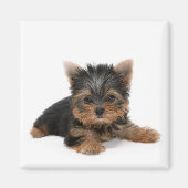 Cute Yorkshire Terrier Puppy Magnet (Vorne)
