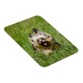 Cute Yorkshire Terrier Running Through Grass Magnet (Rechte Seite)