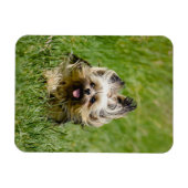 Cute Yorkshire Terrier Running Through Grass Magnet (Horizontal)