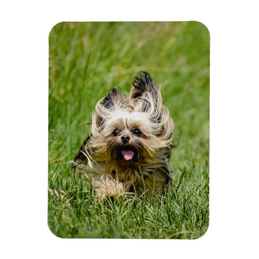 Cute Yorkshire Terrier Running Through Grass Magnet (Vertikal)