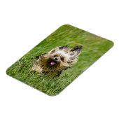 Cute Yorkshire Terrier Running Through Grass Magnet (Linke Seite)