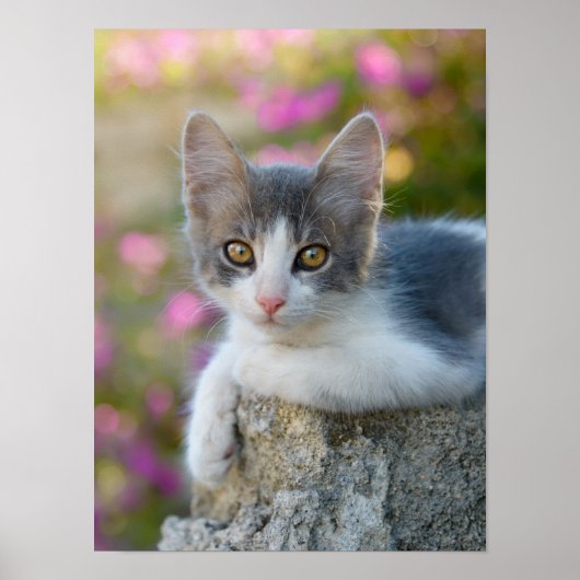 Cute Young Bicolor Cat Kitten Flowers Pet Photo - Poster (Vorne)
