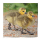 Cuteness on Parade: Kanada Goose Goslings Fliese (Vorderseite)