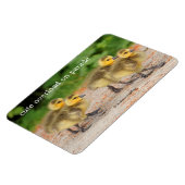 Cuteness on Parade: Kanada Goose Goslings Magnet (Linke Seite)
