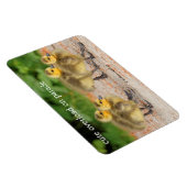 Cuteness on Parade: Kanada Goose Goslings Magnet (Rechte Seite)