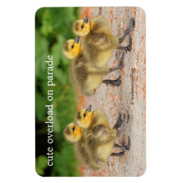 Cuteness on Parade: Kanada Goose Goslings Magnet