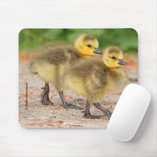 Cuteness on Parade: Kanada Goose Goslings Mousepad (Mit Mouse)