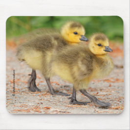 Cuteness on Parade: Kanada Goose Goslings Mousepad