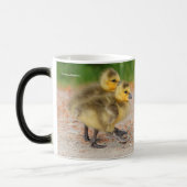 Cuteness on Parade: Kanada Goose Goslings Tasse (Links)