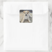 Cuteness Puppy Overload Aufkleber (Tasche)