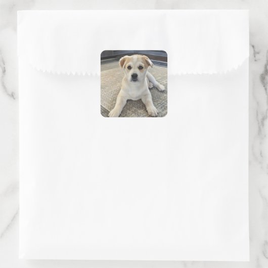 Cuteness Puppy Overload Aufkleber (Tasche)