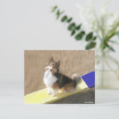 CuteShetland Schäferhund, der auf einer Schaukel Postkarte (Stehend Vorderseite)