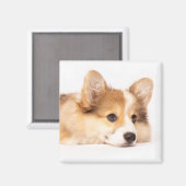 Cutest Baby Animals | Baby Corgi Puppy Portrait Magnet (Vorderseite/Rückseite)