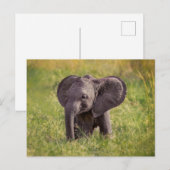 Cutest Baby Animals | Baby Elephant Kenya Africa Postkarte (Vorne/Hinten)