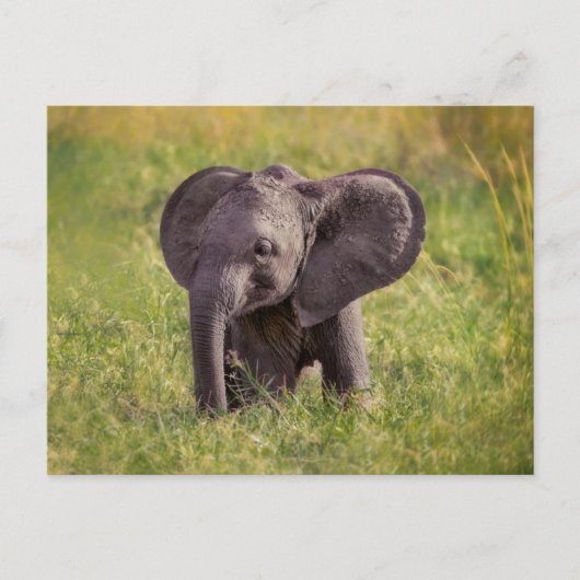 Cutest Baby Animals | Baby Elephant Kenya Africa Postkarte (Vorderseite)