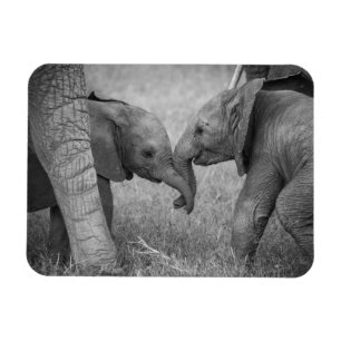 Cutest Baby Animals Baby Elephants Greeting Magnet