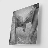 Cutest Baby Animals | Baby Elephants Greeting Quadratische Wanduhr (Winkel)
