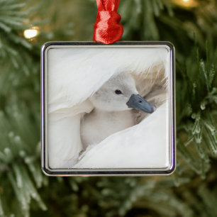 Cutest Baby Animals   Baby Mute Swan Ornament Aus Metall