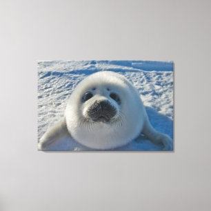 Cutest Baby Animals Baby Seal Leinwanddruck