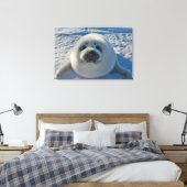 Cutest Baby Animals | Baby Seal Leinwanddruck (Insitu (Schlafzimmer))