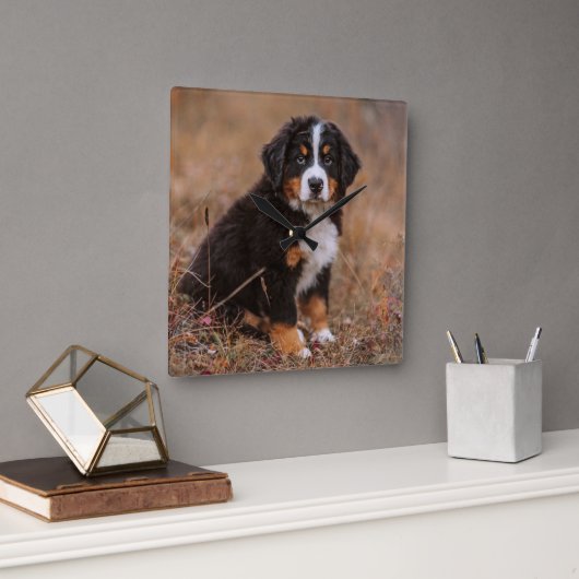 Cutest Baby Animals | Bernese Mountain Dog Quadratische Wanduhr (Büro)