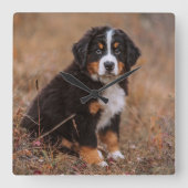 Cutest Baby Animals | Bernese Mountain Dog Quadratische Wanduhr (Vorderseite)