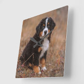 Cutest Baby Animals | Bernese Mountain Dog Quadratische Wanduhr (Winkel)