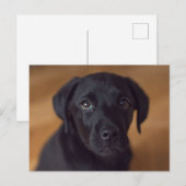 Cutest Baby Animals | Black Labrador Puppy Postkarte (Vorne/Hinten)