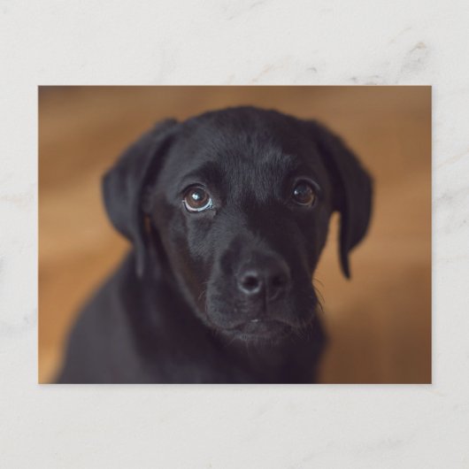 Cutest Baby Animals | Black Labrador Puppy Postkarte (Vorderseite)
