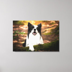 Cutest Baby Animals Black & White Border Collie Leinwanddruck