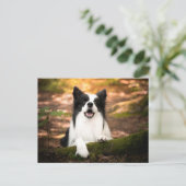 Cutest Baby Animals | Black & White Border Collie Postkarte (Stehend Vorderseite)