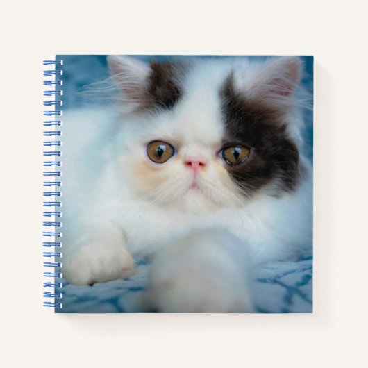 Cutest Baby Animals | Black & White Kitten Notizblock (Vorderseite)