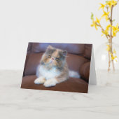 Cutest Baby Animals | Calico Persian Kitten Karte (Gelbe Blume)