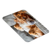 Cutest Baby Animals | Cocker Spaniel Magnet (Rechte Seite)